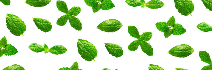 Background of fresh mint leaves on white backdrop for packaging design. peppermint abstract Banner background.