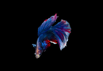 Betta fish with beautiful colors