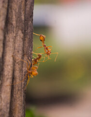red Ants communicating on the way  during work. 