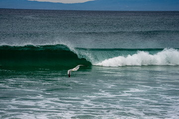 Sunset with a bird in a wave breaking