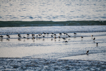 Sand Pipers in Moss Landing, CA