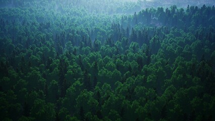 Fototapeta na wymiar foggy forest aerial view 3d rendering