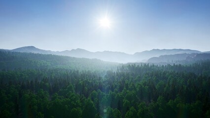 forest aerial view in the morning landscape 3d rendering
