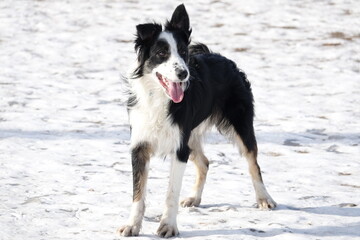 Border Collie Puppy at Snowy Dog Park
