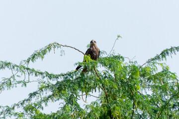 Eastern imperial eagle