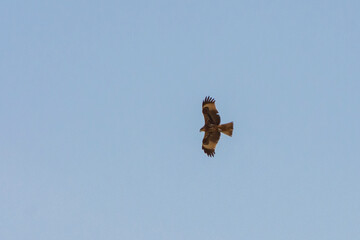 Eastern imperial eagle