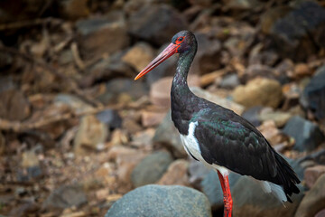 Black stork or Ciconia nigra bird protrait in winter migration at ranthambore national park forest rajasthan india asia