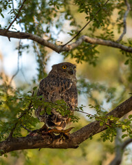 Brown fish owl or Bubo zeylonensis or Ketupa zeylonensis a large owl species perched on tree with frog kill in his claw at ranthambore national park rajasthan india asia