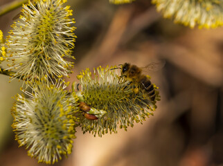 Eine Biene an einer Blüte von einer Weide
