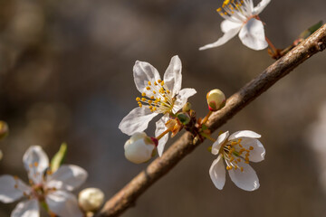 Der Fr&uuml;hling ist da und die ersten Bl&uuml;ten an den B&auml;umen