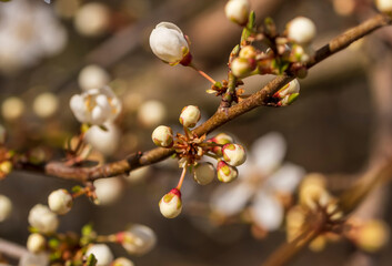 
Der Frühling ist da und die ersten Knospen und Blüten an den Bäumen
