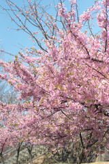 河津桜（大塚山公園）