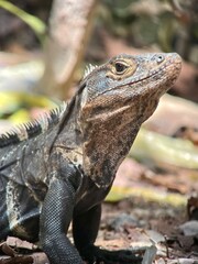 Lizard - iguana 