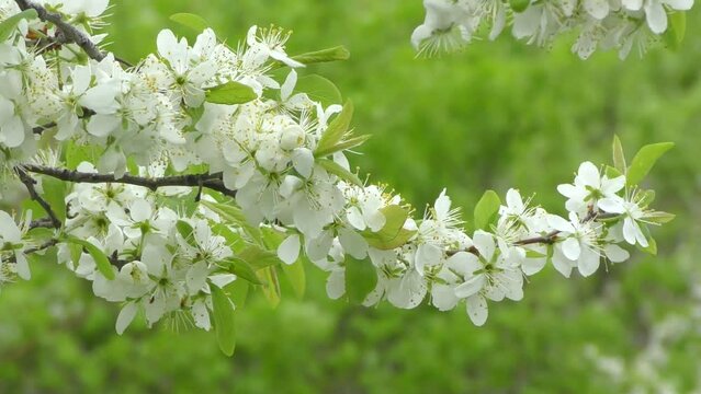 White flowers of blackthorn or thorn (Latin Prunus spinosa) in the spring garden 
