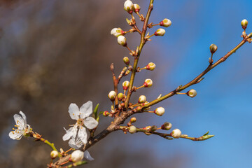 Der Frühling ist da und die ersten Knospen und Blüten an den Bäumen