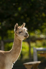 alpaca portrait animal head shot long neck curly hair backlit farm animal domesticated on small...