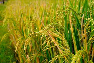 Close up photo of Oryza Sativa (Paddy) in the rice field in Surabaya.