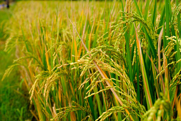 Fototapeta premium Close up photo of Oryza Sativa (Paddy) in the rice field in Surabaya.
