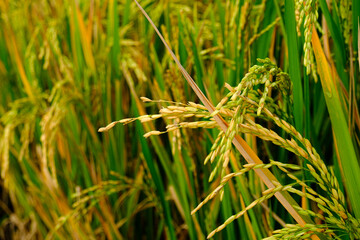 Close up photo of Oryza Sativa (Paddy) in the rice field in Surabaya