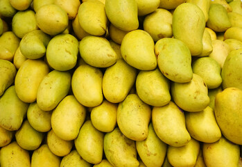 fresh mango in pile in the harvest season