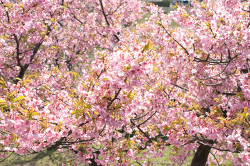 満開の河津桜・3月中旬（松江市大塚山公園）