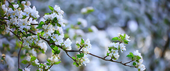 spring blooming garden background, delicate white flowers on trees, seasonal march springtime