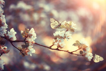 spring blooming garden background, delicate white flowers on trees, seasonal march springtime