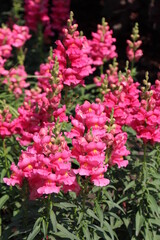 Obraz premium Snapdragons In Bloom
