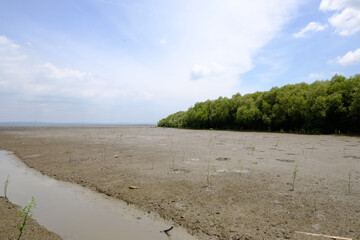 Landscape photo of mangrove forest in the morning