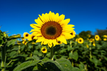 sunflower field in the spring