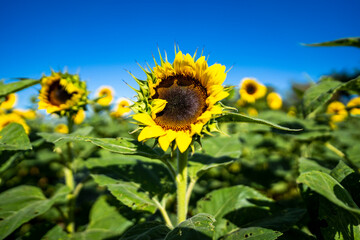 opening sunflower