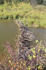 Beaver Dam 