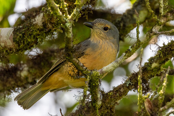 Bower's Shrike Thrush in Queensland Australia