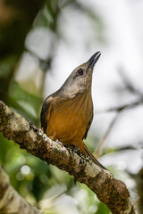 Bower's Shrike Thrush in Queensland Australia