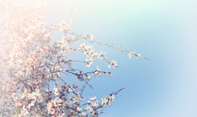 background of spring cherry blossoms tree. selective focus