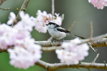 春爛漫、満開の桜の花を訪れた薄紅色と白黒の鮮やかなかわいい小鳥エナガ