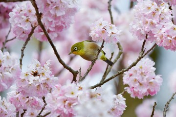 春爛漫、満開の桜の花を訪れたウグイス色の鮮やかな小鳥メジロ