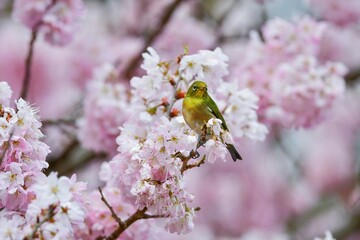 春爛漫、満開の桜の花を訪れたウグイス色の鮮やかな小鳥メジロ