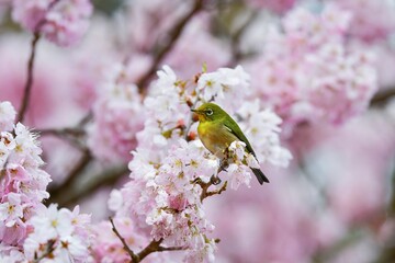 春爛漫、満開の桜の花を訪れたウグイス色の鮮やかな小鳥メジロ