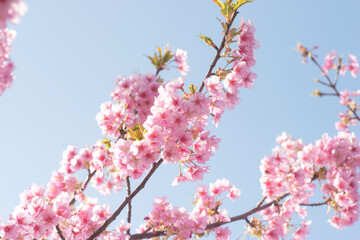 八束千本桜公園の満開の河津桜（松江市）