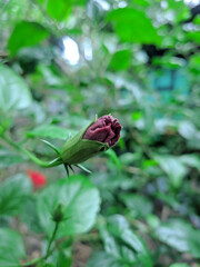 Red Hibiscus Flower Bud with blur green background