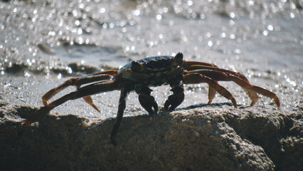 Crab