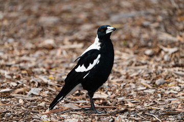 Australian Magpie Gymnorhina tibicen