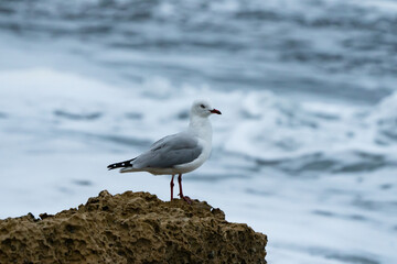 Silver Gull Chroicocephalus novaehollandiae
