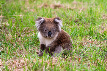 Victorian Koala Phascolarctos cinereus ssp. victor