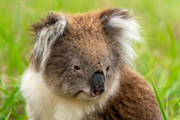 Victorian Koala Phascolarctos cinereus ssp. victor