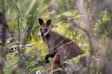 Swamp Wallaby Wallabia bicolor