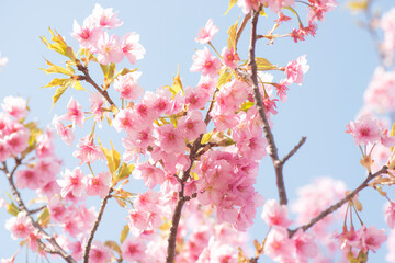 八束千本桜公園の満開の河津桜（松江市）