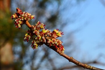Spring branch tip of Red maple tree, latin name Acer Rubrum, with female flowers, red pistils...