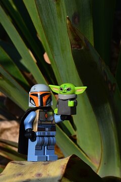 LEGO Star Wars figure of Mandalorian with black coat holding The Child Grogu alias Baby Yoda figure in his left hand, while standing on dried leaf of Yucca plant, spring daylight sunshine. 